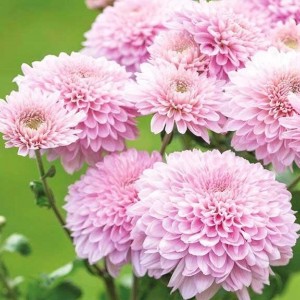 Хризантема Гомпи Пинк