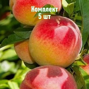 Комплект 5шт / Персик Снакр