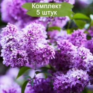 Комплект 5шт / Сеянец Сирень обыкновенная Сенсация (50 - 70 см.)