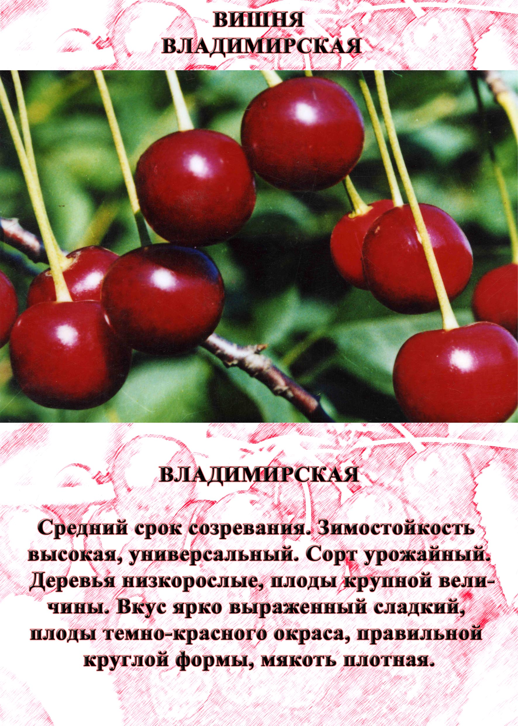 Описание сортов вишен. Вишня Владимирская (с7,5/с10). Вишня сорт Владимирская описание сорта. Сорт вишни Владимирская. Черевишня Владимировская.