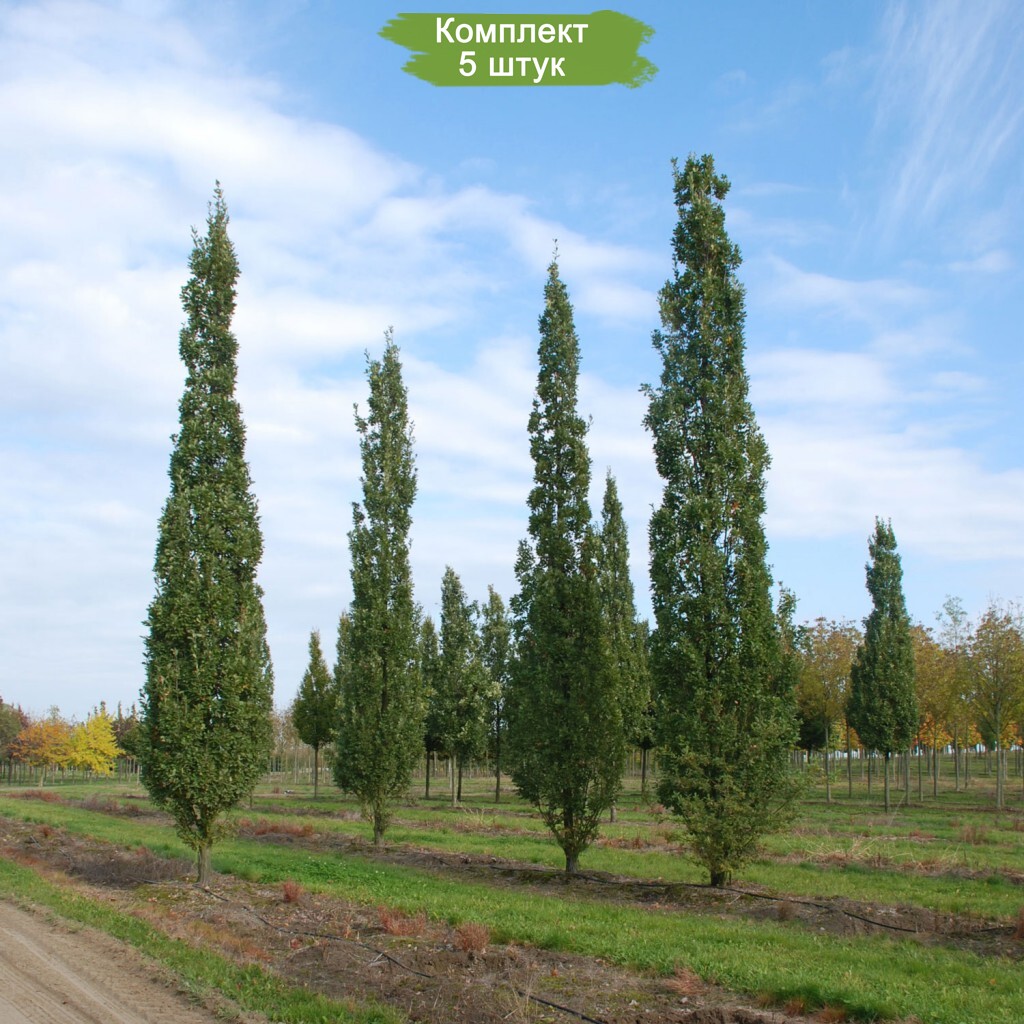 Пирамидальный тополь раина. Тополь пирамидальный дерево. Южный тополь 5 букв. Тополь черный пирамидальный италика. Тополь пирамидальный в краснодарском крае.